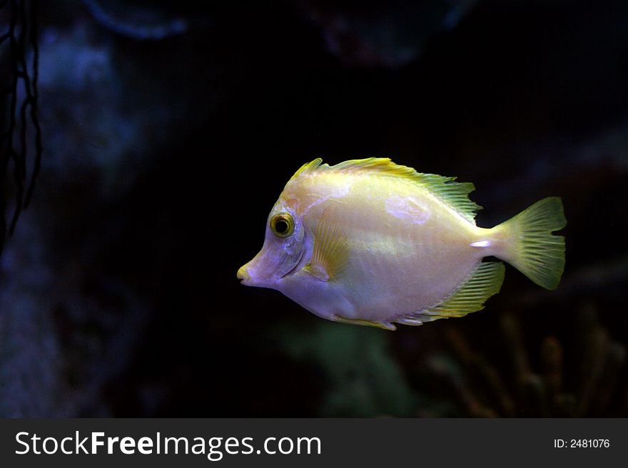 The beautiful tropical fish floats in the sea. The beautiful tropical fish floats in the sea