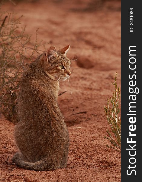 African Wildcat (Felis lybica) stalks through the sparse grass of the Kalahari Desert in search of Brant's Whistling Rats