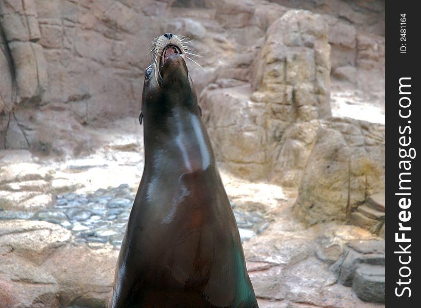 Seal looking up with rock background