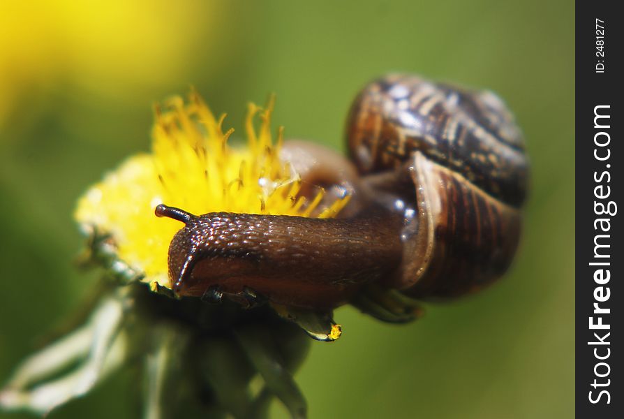 Macro of a snail on a flower