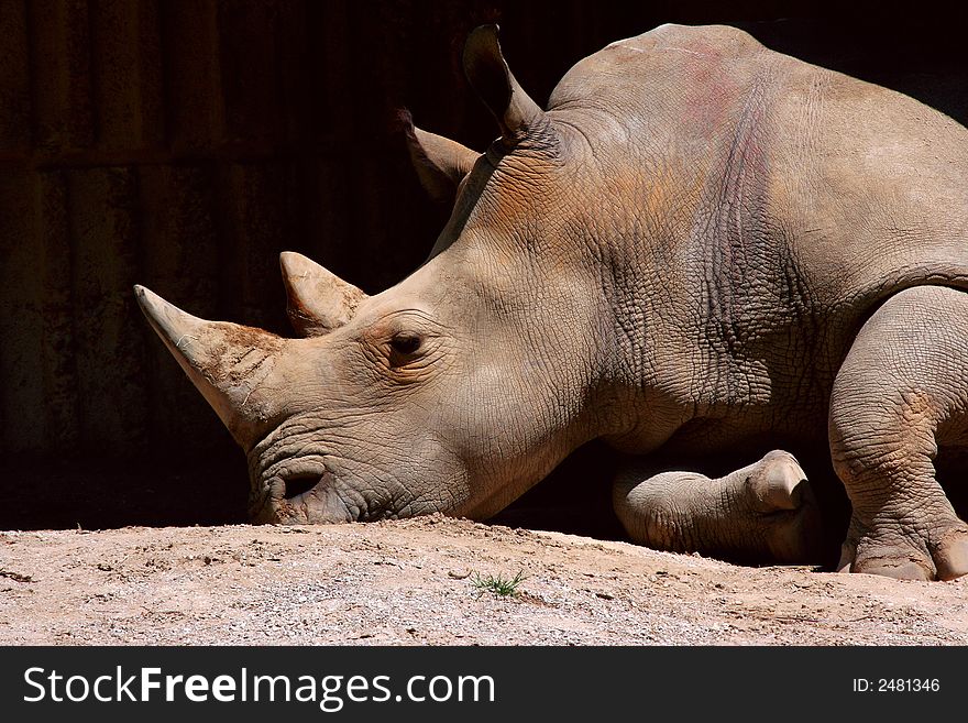 Head shot of a Rhino at the zoo. Head shot of a Rhino at the zoo