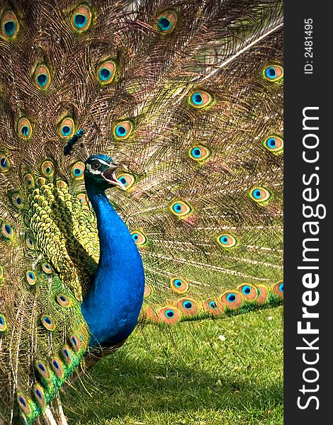 Peacock screaming while showing of

<a href=http://www.dreamstime.com/search.php?srh_field=animal&s_ph=y&s_il=y&s_sm=all&s_cf=1&s_st=wpo&s_catid=&s_cliid=301111&s_colid=&memorize_search=0&s_exc=&s_sp=&s_sl1=y&s_sl2=y&s_sl3=y&s_sl4=y&s_sl5=y&s_rsf=0&s_rst=7&s_clc=y&s_clm=y&s_orp=y&s_ors=y&s_orl=y&s_orw=y&x=29&y=19> see more animals </a>. Peacock screaming while showing of

<a href=http://www.dreamstime.com/search.php?srh_field=animal&s_ph=y&s_il=y&s_sm=all&s_cf=1&s_st=wpo&s_catid=&s_cliid=301111&s_colid=&memorize_search=0&s_exc=&s_sp=&s_sl1=y&s_sl2=y&s_sl3=y&s_sl4=y&s_sl5=y&s_rsf=0&s_rst=7&s_clc=y&s_clm=y&s_orp=y&s_ors=y&s_orl=y&s_orw=y&x=29&y=19> see more animals </a>