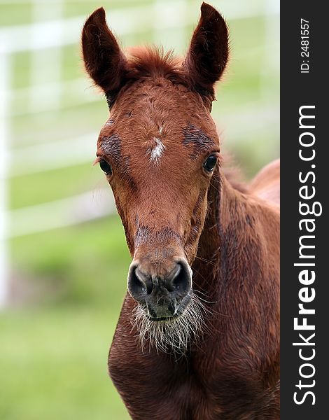 Portrait of an Arabian foals head