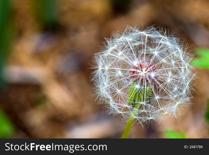 A close up view of a dandelion flower gone to seed. A close up view of a dandelion flower gone to seed.