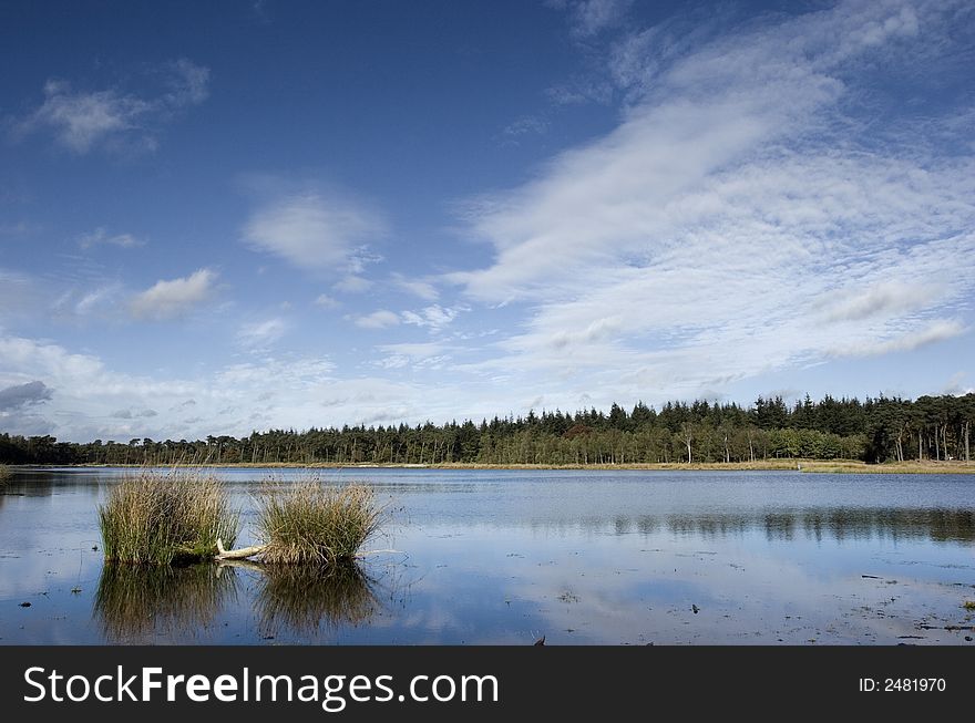 A pond located in a forest. A pond located in a forest