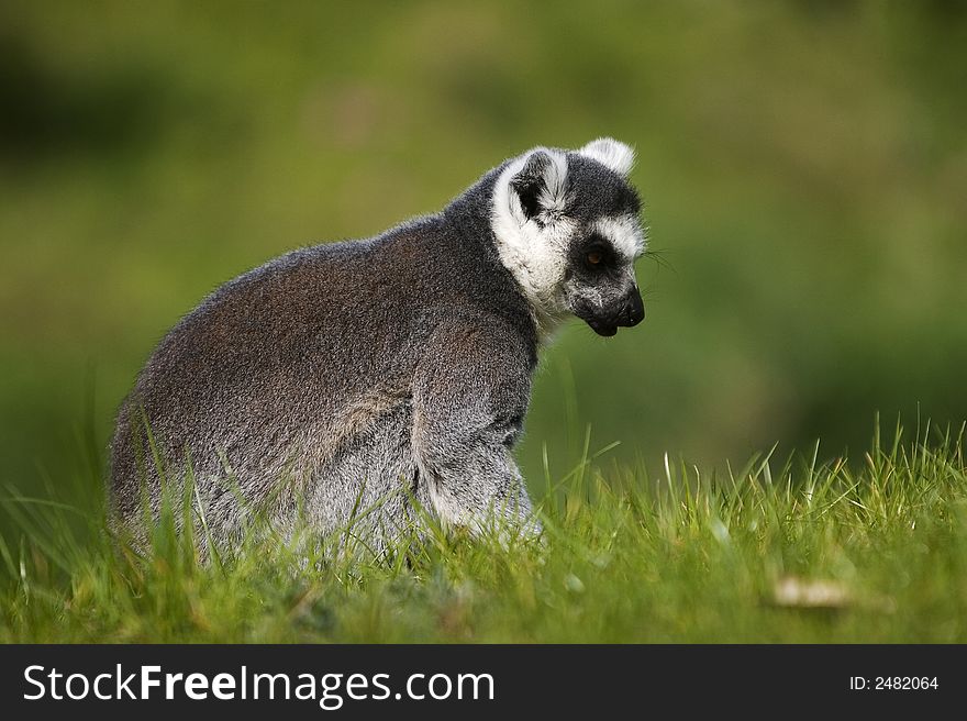 A ring tailed lemur close up. A ring tailed lemur close up
