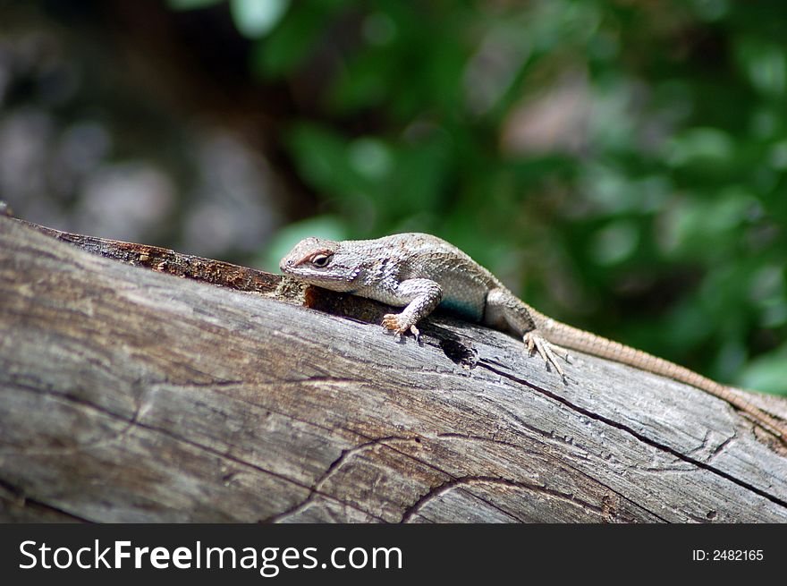 Lizard On A Log