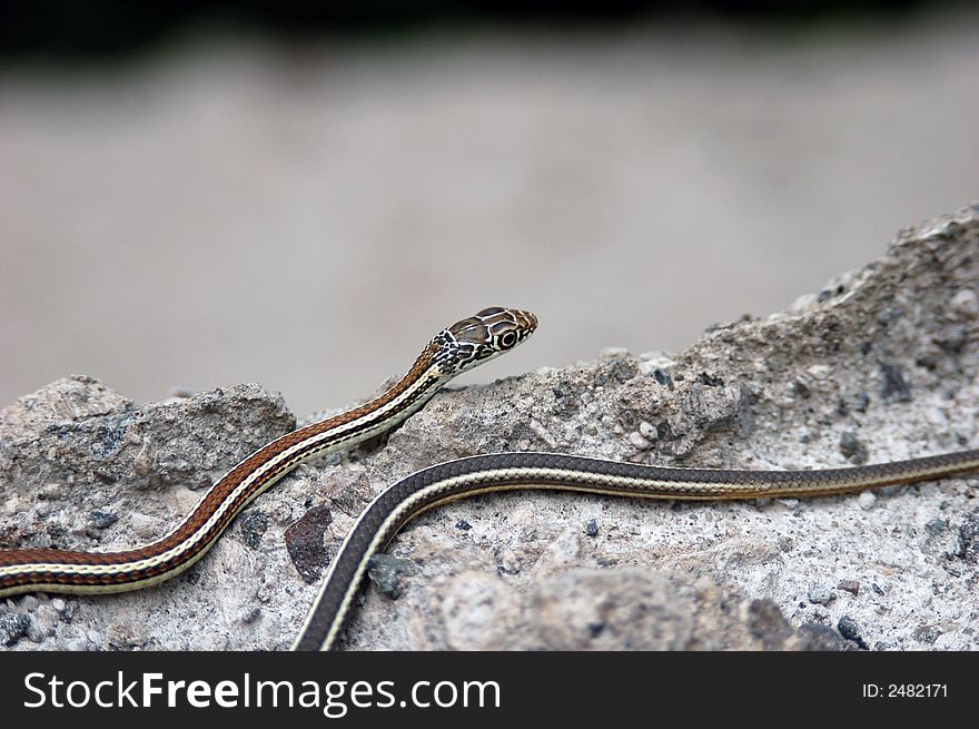 Garter Snake resting on a rock