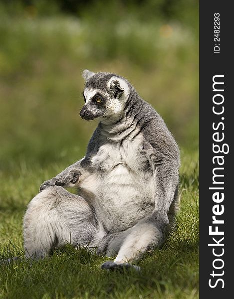 Ring Tailed Lemur II