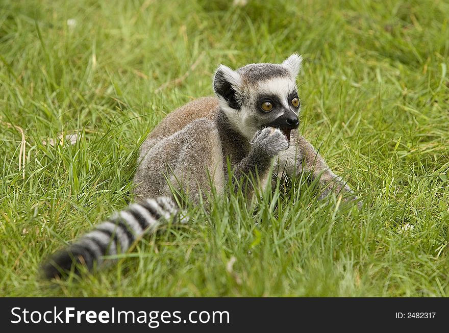 Ring tailed lemur III