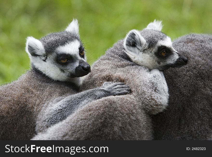 A couple of ring tailed lemurs close up. A couple of ring tailed lemurs close up