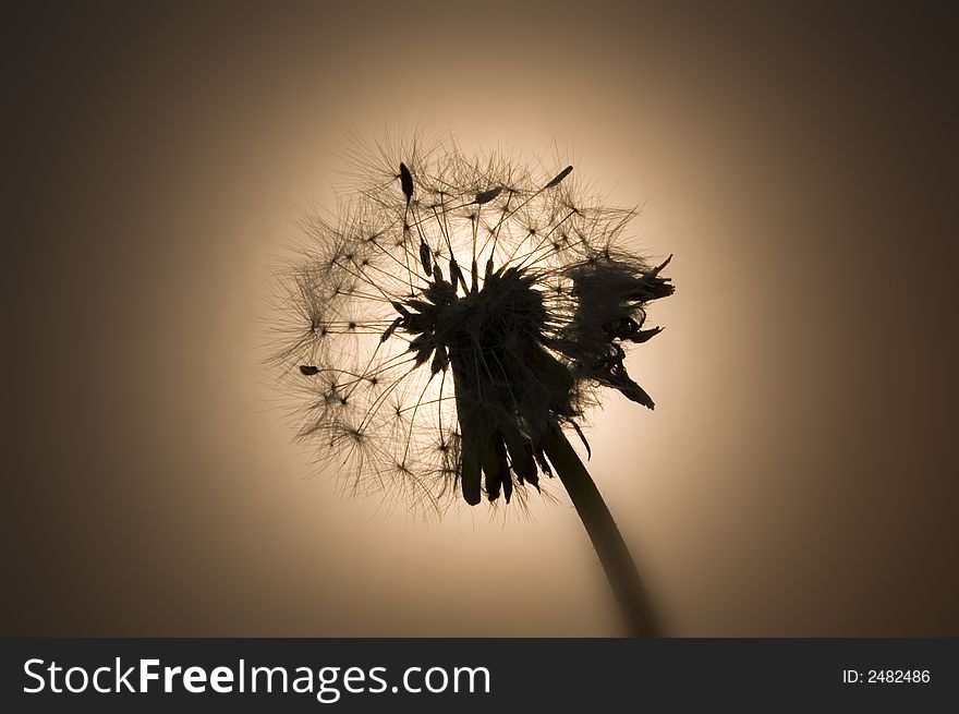 A dandelion backlit by an incandescent lightbulb. A dandelion backlit by an incandescent lightbulb