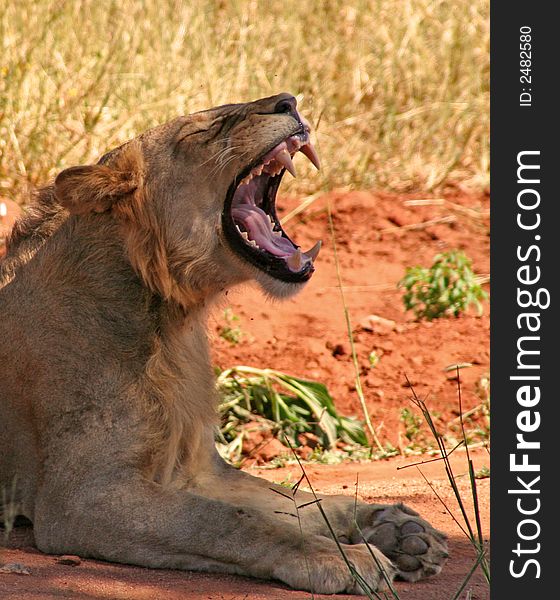 A Yawning Lioness in Ruaha national park Serengeti