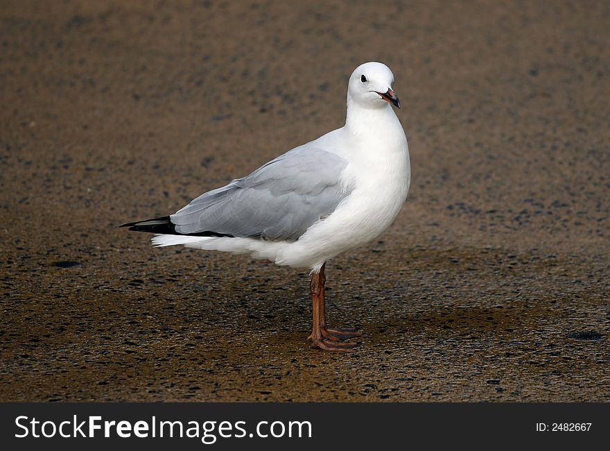 A seagull on a Sydney beach.