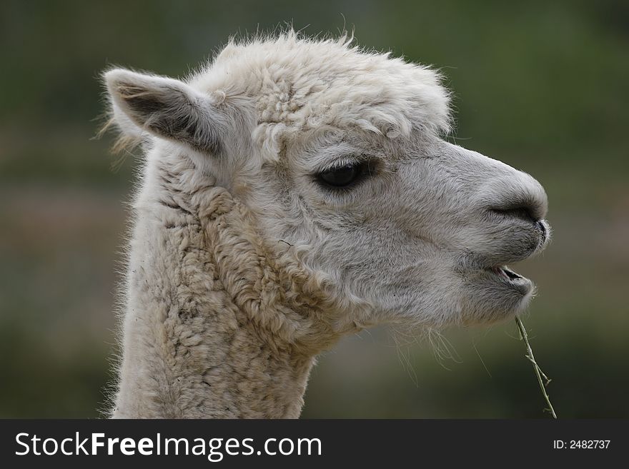A head shot of a Lama in the Zoo.