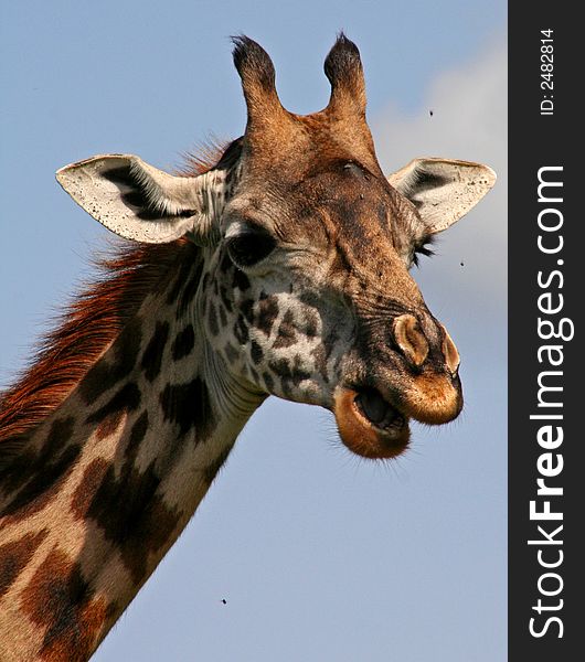 Profile Of Giraffe Eating