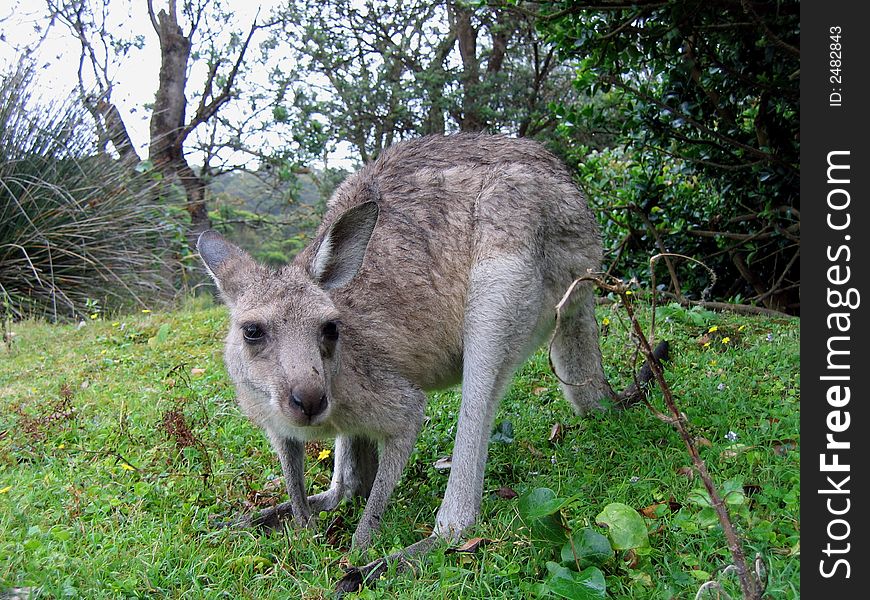 An Australian Kangaroo in the wild.