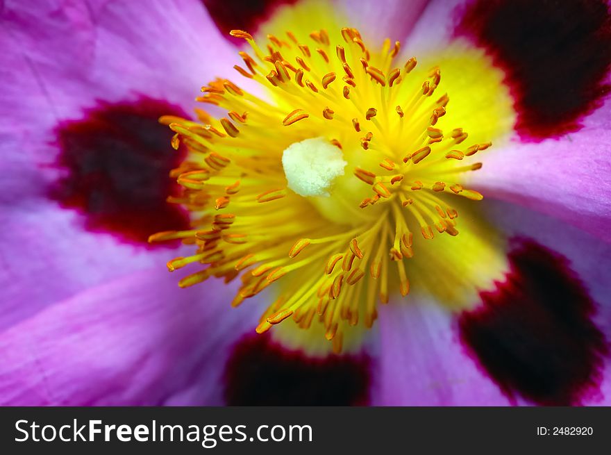 Close up of yellow and purple flowers