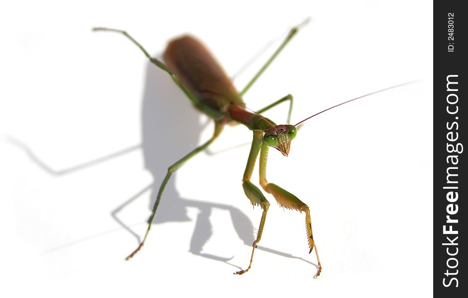 Close-up of a Praying mantis on a white background/high key