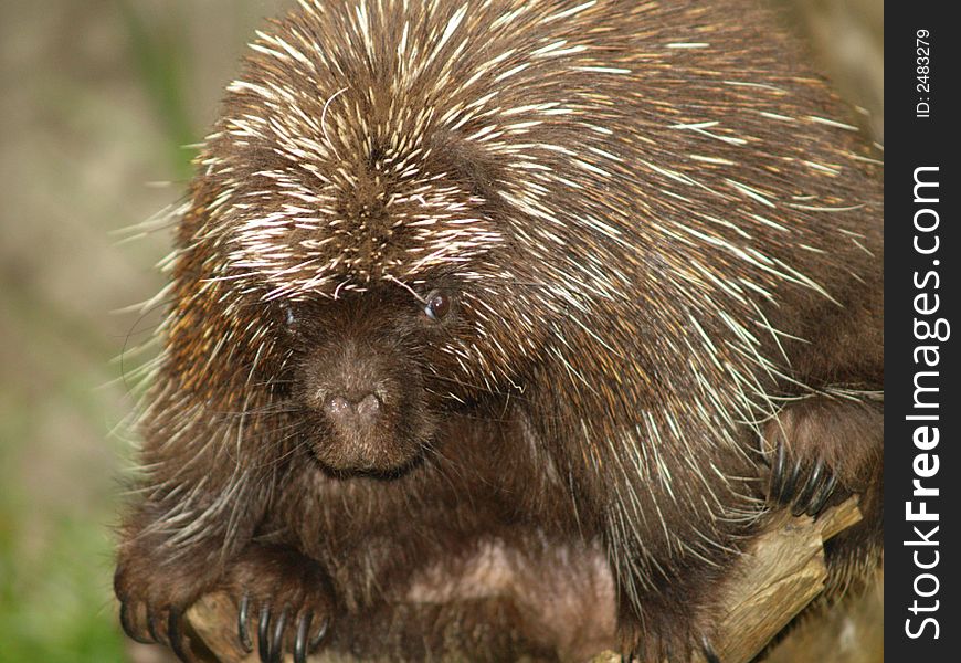 Porcupine posing for a picture.