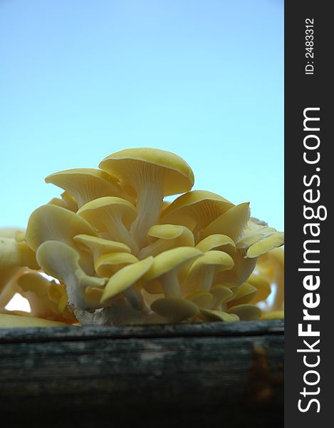 A bright display of tasty yellow oyster mushrooms.