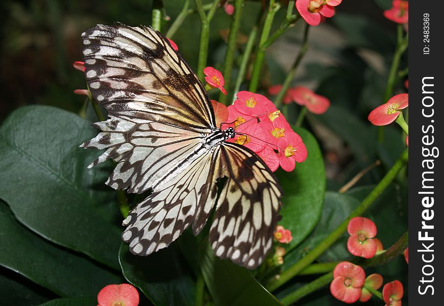 Butterfly On Pink Flower