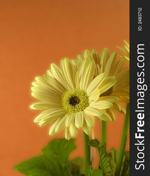 Some soft, pretty, yellow Gerber daisies on an orange background.