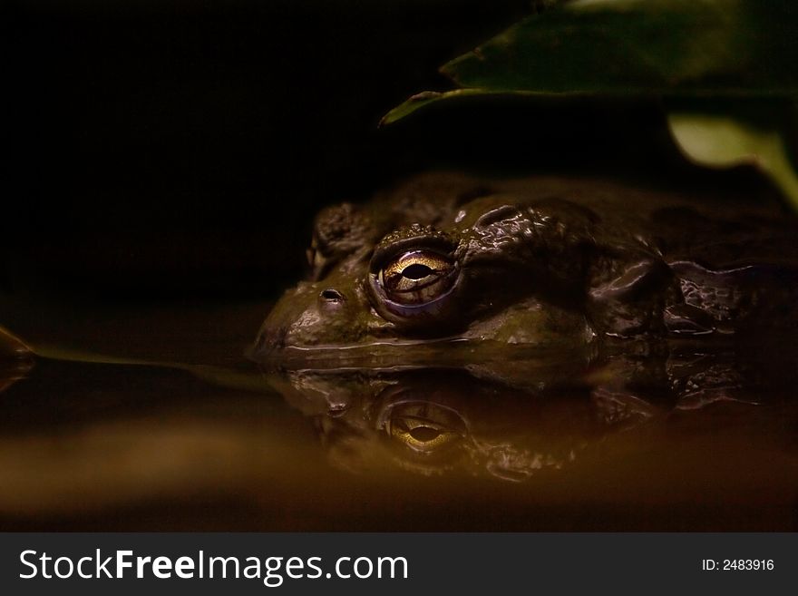 Toad In Murky Water