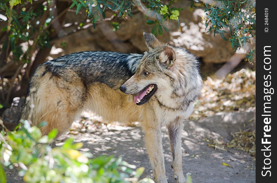 Grey desert wolf in a captive setting outside Tucson, AZ. Canon 5D/70-200. Grey desert wolf in a captive setting outside Tucson, AZ. Canon 5D/70-200