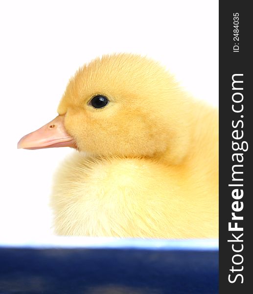 The Small Yellow Goose