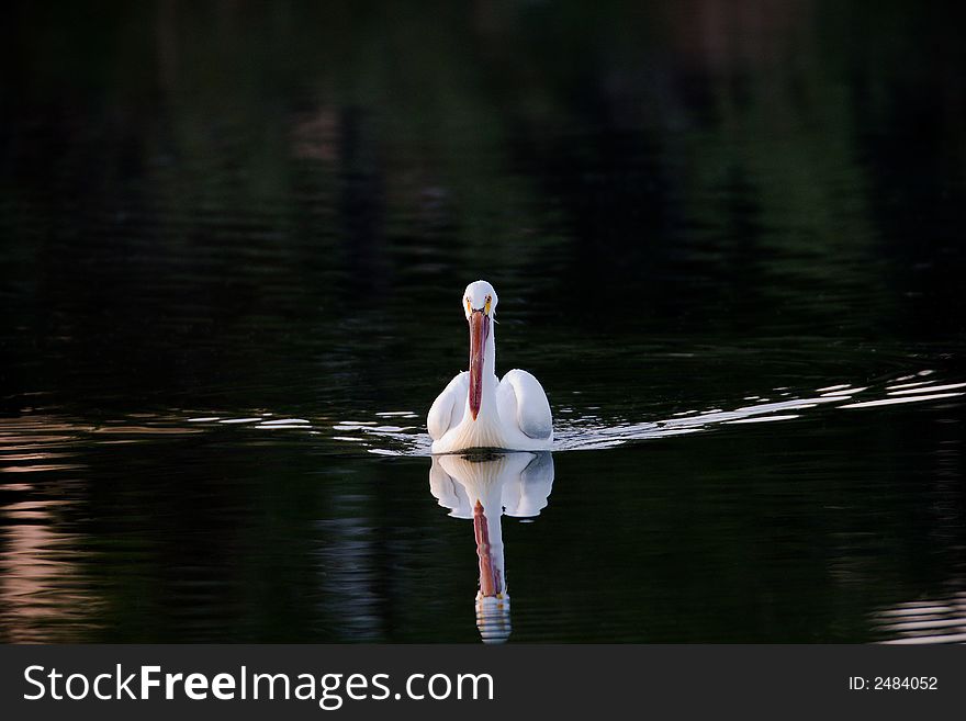 American Pelican swimming around the lake in the early AM. Canon 5D/600mm. American Pelican swimming around the lake in the early AM. Canon 5D/600mm