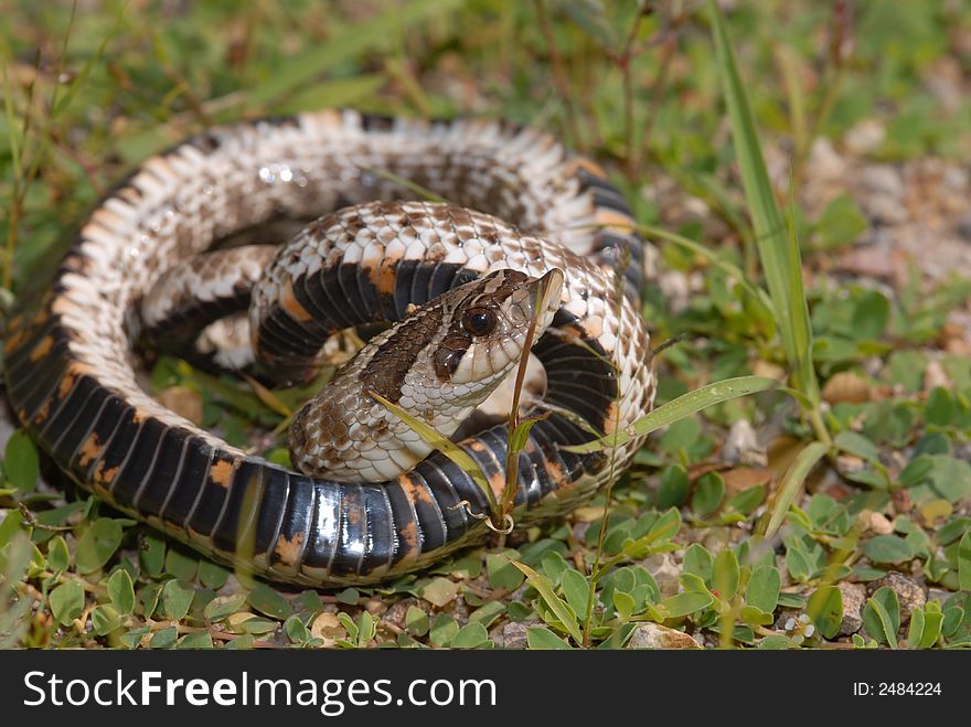 When captured the hognose snake puts on a wild performance and then pretends to be dead. When captured the hognose snake puts on a wild performance and then pretends to be dead.