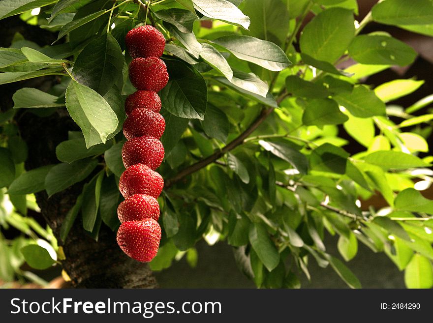 Many many strawberries in line