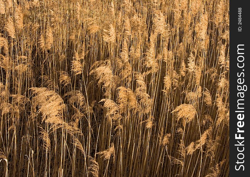 Dry grass texture yellow background