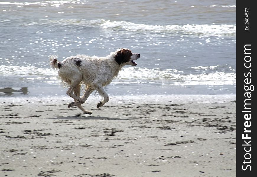 A beautiful dog running on the beach