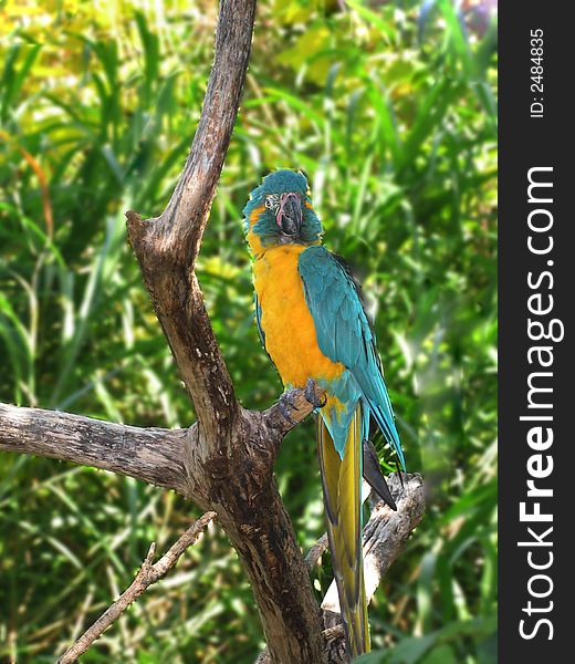 Yellow macaw on his natural backgrounds