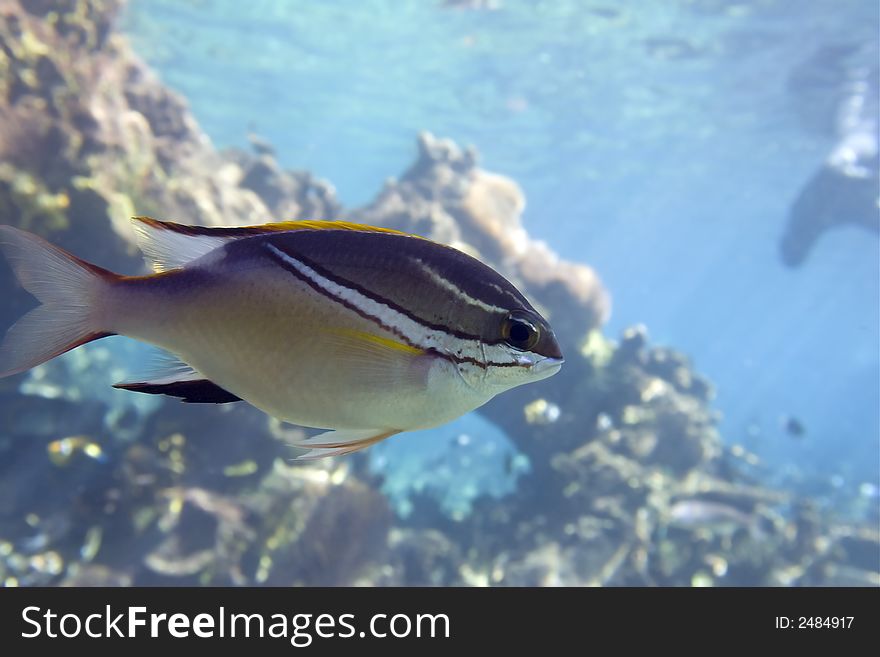 Bridled Spinecheek (Scolopsis bilineatus) swimming over coral reef. Bridled Spinecheek (Scolopsis bilineatus) swimming over coral reef.