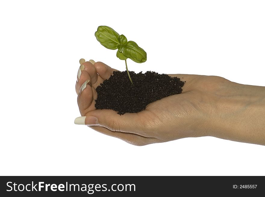Small basil in hand on white isolated