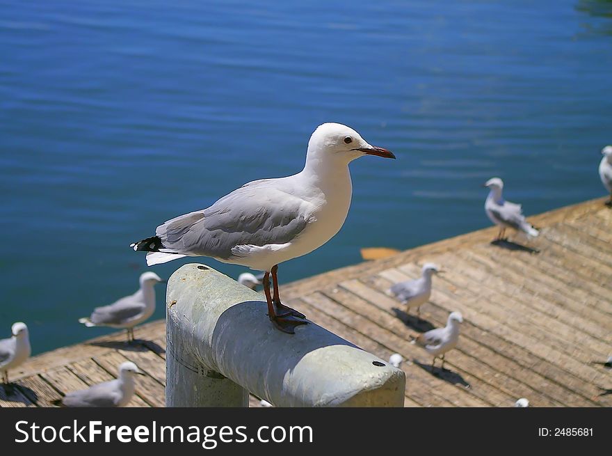 Greyheaded Gull