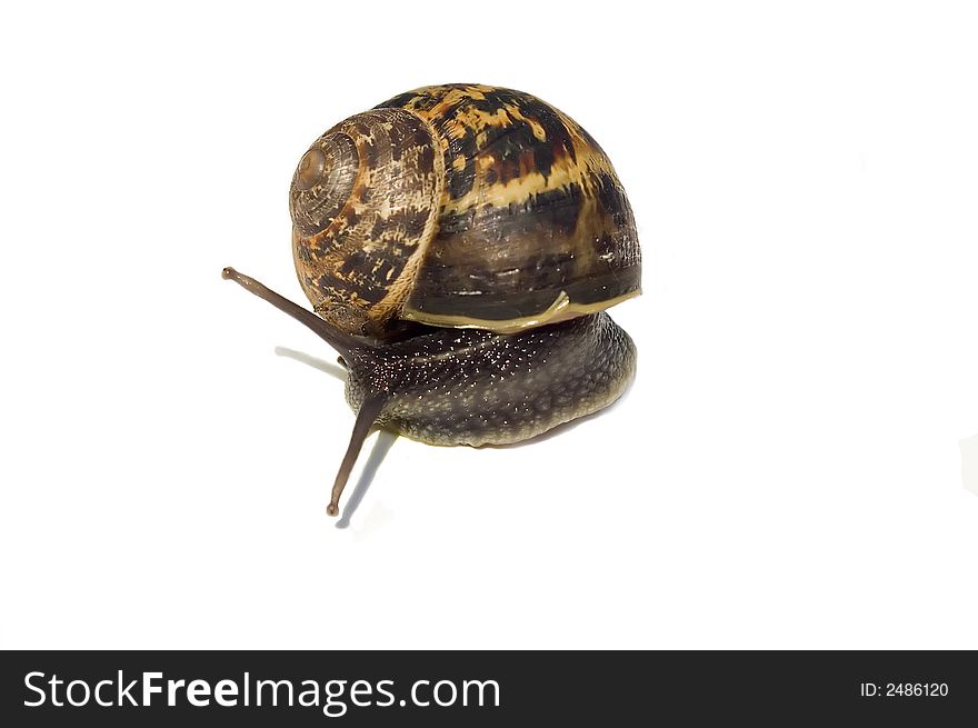 A closeup view of a snail with a beautiful shell, isolated on white background. A closeup view of a snail with a beautiful shell, isolated on white background.