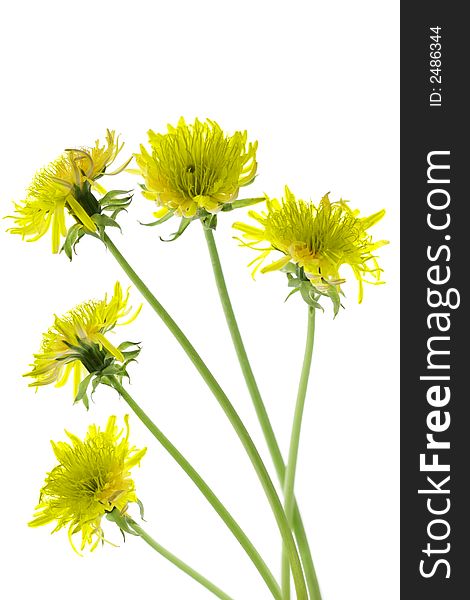 Flowering dandelions isolated over a white background