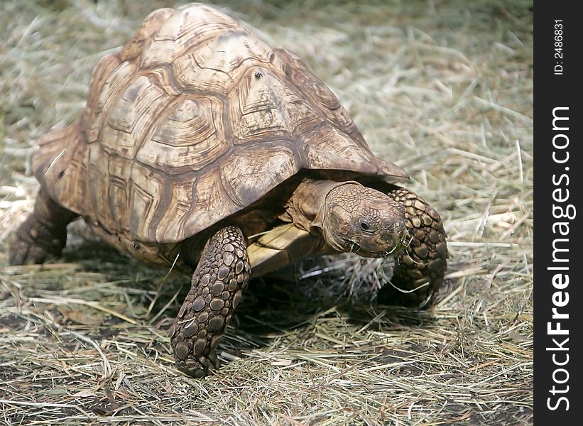 Portrait of nice radiated tortoise. Portrait of nice radiated tortoise