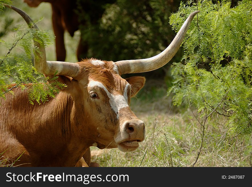 Longhorn in mesquite shrub thicket. Longhorn in mesquite shrub thicket