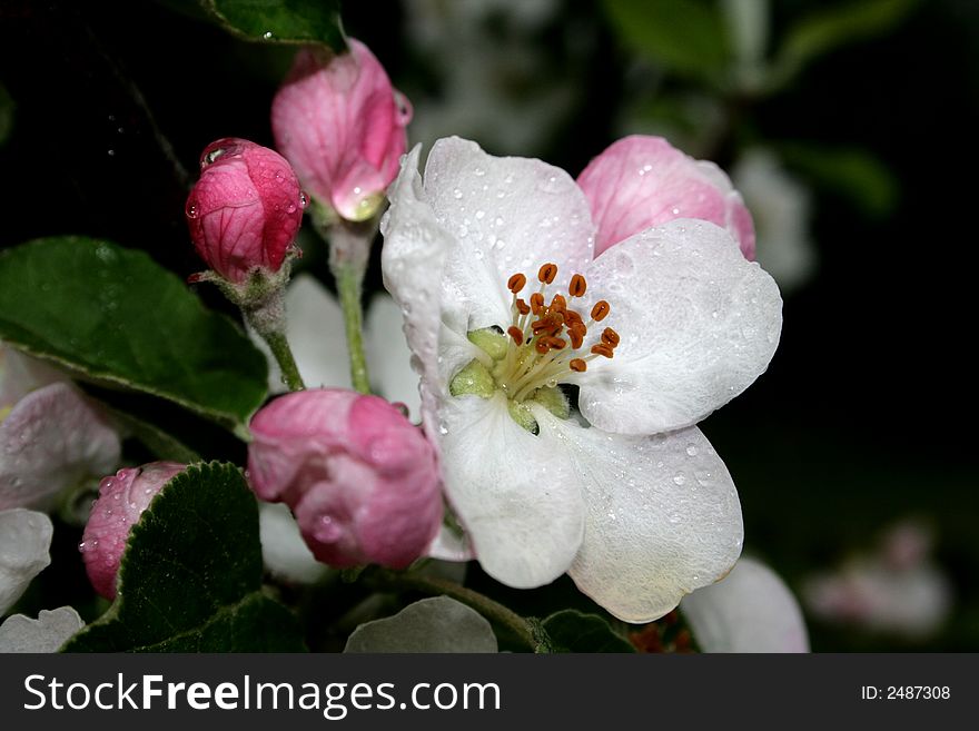 Apple Tree Flowers