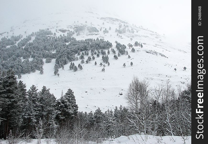 Elbsrus winter picture with cloudy fir forest. Elbsrus winter picture with cloudy fir forest