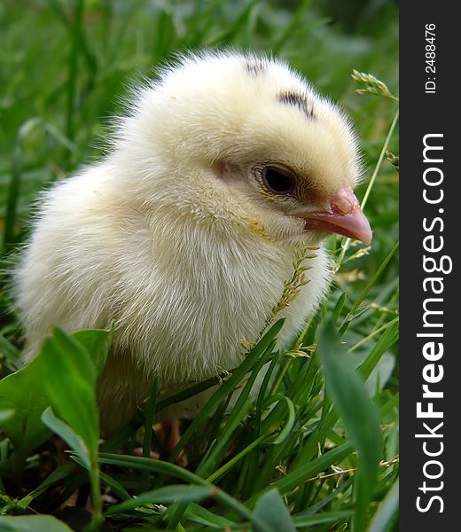 Chicken white agriculture animal baby bird birdsong chick