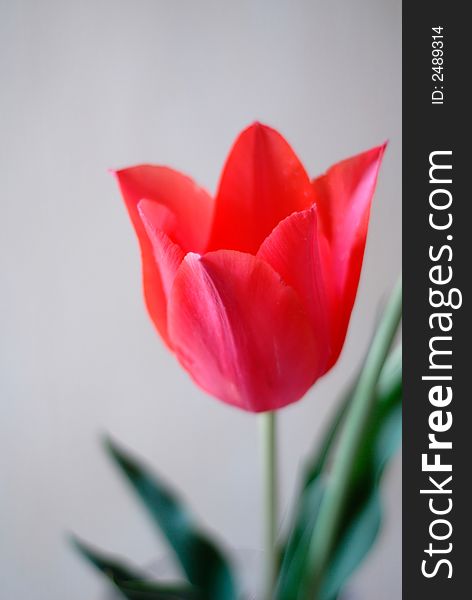 One red tulip on background of grey wall