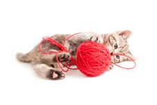 Tabby Kitten Playing Red Clew Or Ball Royalty Free Stock Photos