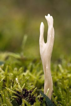 Mushroom Macro Royalty Free Stock Photos Mushroom Macro Royalty Free Stock Photos