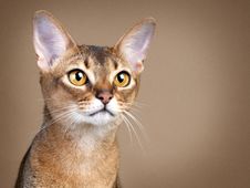 Gorgeous Female Abysssinian Cat Royalty Free Stock Images